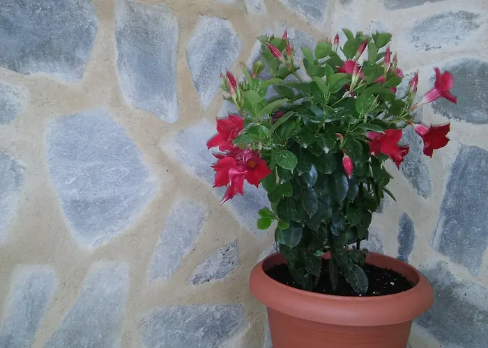 玛丽亚公寓酒店 * 哈拉奇